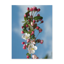 Malus Floribunda apple flowers Postcard