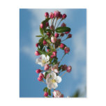Malus Floribunda apple flowers postcards