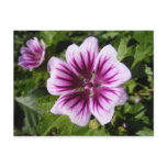 Malva flower ~ postcard
