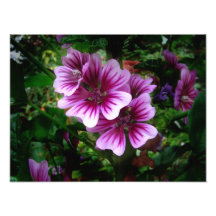 Malva Flowers ~ Photo