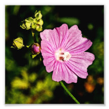 Malva rose avec des bourgeons impressions photo
