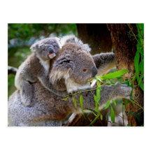 Mama and Baby Koalas Postcards