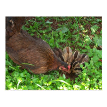 Mama and her chicks Postcard