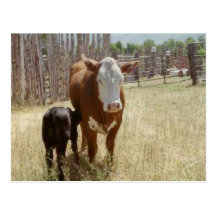 Mama Cow And Calf Post Cards