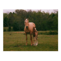 Mama horse and baby horse postcard