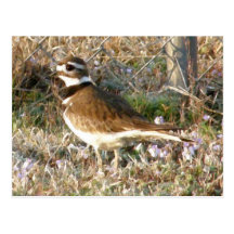 Mama Killdeer Post Cards