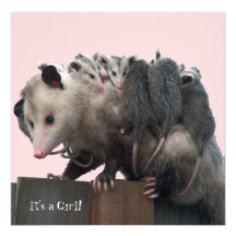 Mama Possum Humourous Baby Shower Invitation