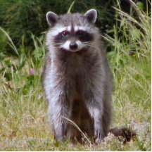 Mama Raccoon Photo Cutout