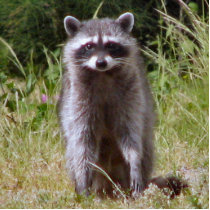 Mama Raccoon Photo Cutout