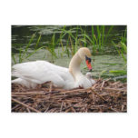 Mama Swan and Baby Postcard