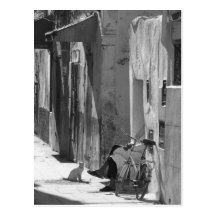 Man and Cat Postcards