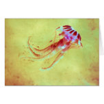 Man of War Cards