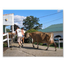 Man Walking a Dairy Cow at the Canfield Fair Photo Art