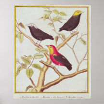 Manakins Posters