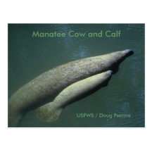 Manatee Cow and Calf Postcard