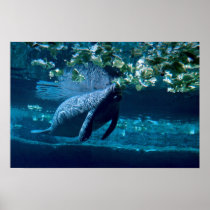 Manatee, Lowry Park Zoo, Tampa Bay, Florida, U.S.A Posters