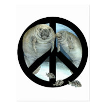 manatee peace post card