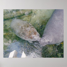 Manatee Smooch Print