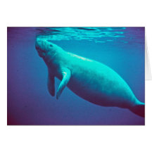 Manatee Surfacing to Breathe Card