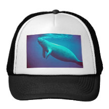 Manatee Surfacing to Breathe Hats