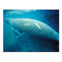 Manatee with Scar Postcard