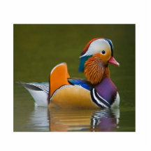 Mandarin Duck Acrylic Cut Out