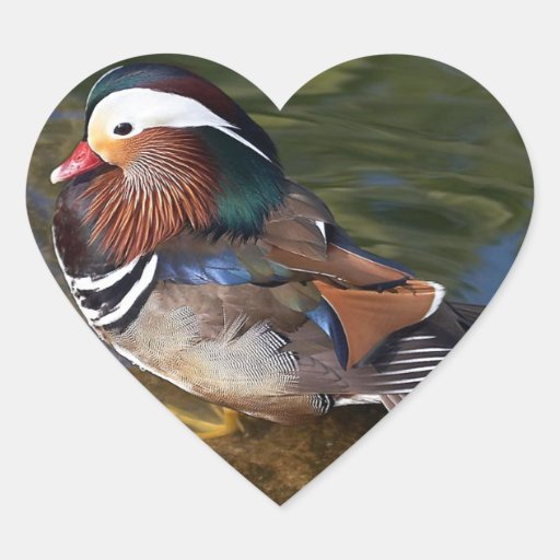 Mandarin Duck Heart Stickers