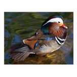 Mandarin Duck Post Cards