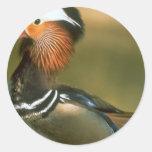 Mandarin duck stickers