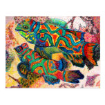 Mandarin Fish Art Postcard