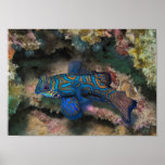 Mandarinfish Poster