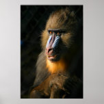 Mandrill Monkey posters