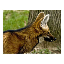 Maned Wolf  1529 Postcard