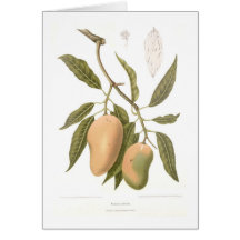 Mango Cards