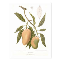 Mango Postcards