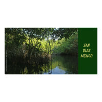 Mangrove Forest of San Blas, Mexico Custom Photo Card