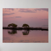 Mangroves at sunset posters
