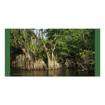 Mangroves of San Blas, Mexico Picture Card