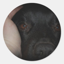 Mans Best Friend Dog Sticker