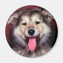 Mans best friend refrigerator magnet