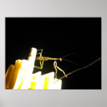 Mantids Posters