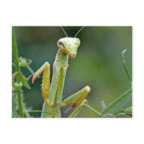 Mantis 475 Postcard
