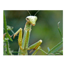 Mantis 475 Postcard