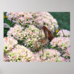 Mantis 82 ~ print