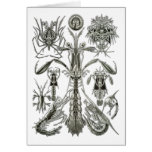 Mantis Shrimp Cards