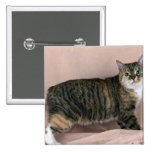 Manx, tortie tabby buttons