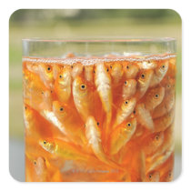 Many goldfish which are in the glass container square stickers