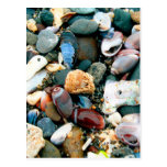 Many Shells Post Card