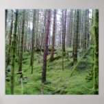 Many Tree Forest Posters