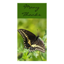 ManyThanks, TEYoung Modèle Pour Photocarte